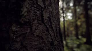 Cinematic Trees Forest Nature No Copyright video [upl. by Aretha]