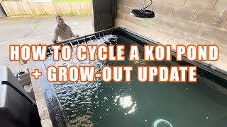 HOW TO CYCLE A KOI POND  GROWOUT UPDATE [upl. by Jennica455]