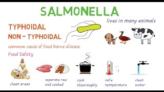 Salmonella  a quick introduction and overview [upl. by Blithe]