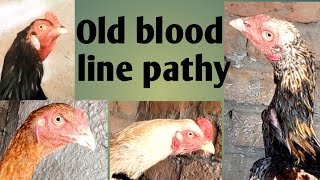 old blood line pathy Ditaaseel setup mey visit kary app ko acha shoq mely ga thenks [upl. by Allenaj]