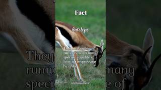 Fact about Antelope facts animals shorts antilope [upl. by Eido68]