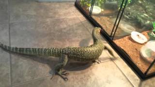 Varanus melinus Escaping quince monitor then food [upl. by Aisanat402]