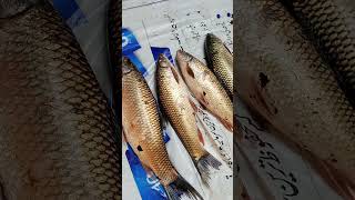 Rawal dam New update 6102024carps carpfish fish fishcatching fishing fishing carps fish [upl. by Ahsimik961]