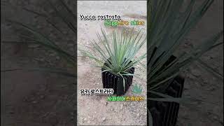 yucca rostrata sapphireskies 유카 로스트라타 사파이어스카이스 yucca yuccarostrata sapphireskies 유카 사파이어스카이스식물 [upl. by Aneem]