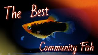 Platy Fish Species Spotlight [upl. by Cletus]