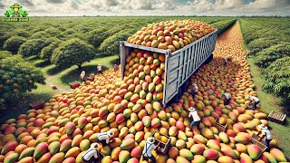 Mangoes Mega Factory Processing Millions of Mangoes Using Modern Technology [upl. by Negris]