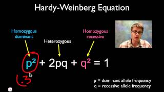 Solving Hardy Weinberg Problems [upl. by Leuams]