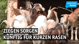 Tierischer Rasenmäher – Ziegen sorgen in der Pupplinger Au künftig für den kurzen Rasen unter d [upl. by Drolyag]