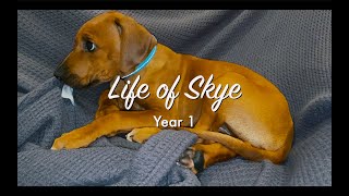 The first year of our Rhodesian Ridgeback puppy dog Skye [upl. by Aisad]