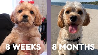 Cavapoo Puppy Growing Up 8 weeks to 8 months [upl. by Norvil]