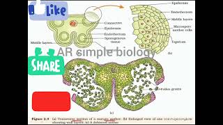 ts of anther microsporangium [upl. by Sarad581]