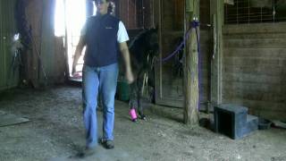 3 month old Moriesian filly  Bandage Change [upl. by Gisella]