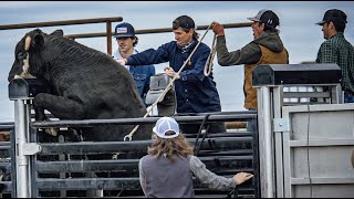 We bucked WILD bulls at JBs  Rodeo Time 330 [upl. by Storfer]