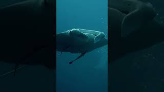 Stunning footage of large manta ray in Palau [upl. by Arica99]