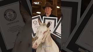 Endo  blind horse breaks 3 Guinness World Records [upl. by Zoba804]