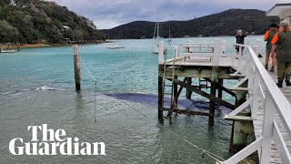 Trapped pygmy whale released from under Auckland wharf [upl. by Marris]