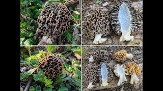 Graue Speisemorchel Morchella vulgaris   Vergleich mit Morchella esculenta [upl. by Lynus446]