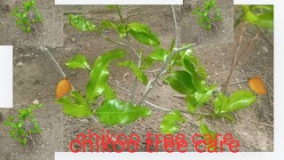 How can care chikoo planttree  Chikoo ka tree bra ho gya [upl. by Assilrac850]