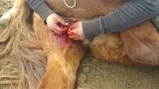 Castrating a Horse in Mongolia [upl. by Wendeline793]