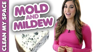 4 Things You Should Know about Mold amp Mildew Clean My Space [upl. by Garihc642]