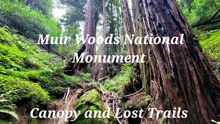 Muir Woods National Monument  Canopy and Lost Trails [upl. by Nerw]