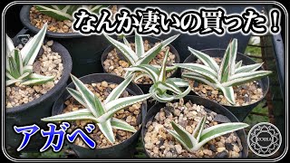 【アガベ】買っちゃった！【園芸】【多肉植物】 [upl. by Aicilla835]