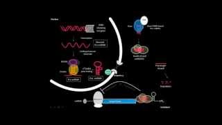 microRNA biogenesis [upl. by Rinee]