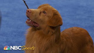 National Dog Show 2023 Sporting Group Full Judging  NBC Sports [upl. by Hiram]