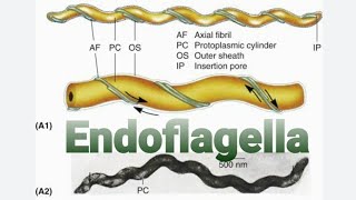 Endoflagella [upl. by Natek]