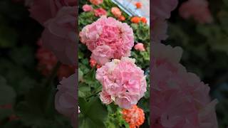 벚꽃 말고 라푼젤러시아제라늄pelargoniumflower꽃바람 [upl. by Cia212]