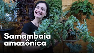 Samambaia amazônica [upl. by Doroteya]