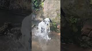 Villa Borghese A place where even in the hottest weather there is a place for our pets rome rm [upl. by Sandon]