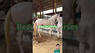 Beautiful Horses🎠🐎Mount  Horse  Without  Saddle  Rider  Shorts  IA  WhatsApp  Status [upl. by Niwri988]