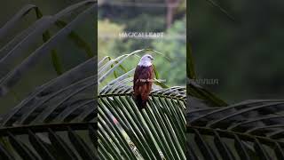 Brahminy kite  Brahminy kite perched on a coconut tree [upl. by Socram]