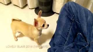 5 months old Chihuahua 11 tricks [upl. by Phelgon389]