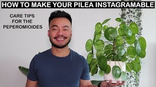 How To Care For Pilea Peperomioides  Houseplant Care Tips [upl. by Tracay]