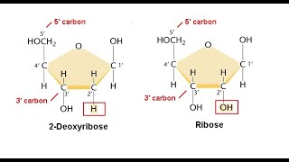 Nucleosides Nucleotides [upl. by Lemrahs]