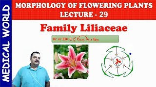 LILIACEAE  MORPHOLOGY OF FLOWERING PLANTS  LECTURE 29 [upl. by Borlase]