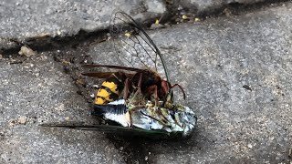 Cicada Killer Wasp vs Cicada [upl. by Analad967]