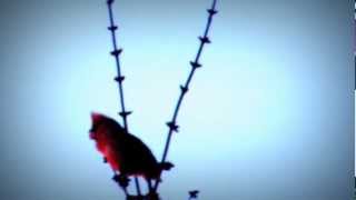 Male Cardinal Singing His Song First Thing In The Morning [upl. by Willcox]