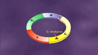 tumor suppressor genes [upl. by Binnings438]