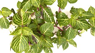 Bloodleaf Plant  Profile Care Propagation [upl. by Mcferren536]