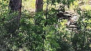 Deer on PNF Willow Creek Trail September 4 2024 1 of 2 [upl. by Ostler]