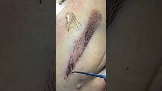 eyebrows microblading eyebrowstudio [upl. by Iarised965]