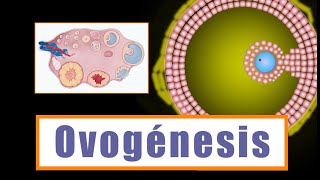 Ovogénesis y Desarrollo folicular ¿Cómo se forman los ovocitos [upl. by Ragnar]