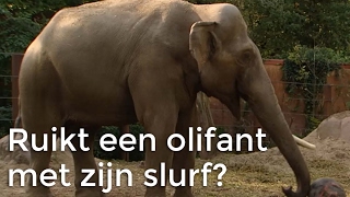 Kan een olifant ruiken met zijn slurf  Vragen van Kinderen [upl. by Christiano]