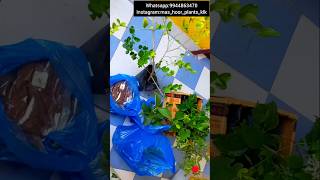 Plants Dispatch Pack an order with me Gardening Tips Tamil shorts [upl. by Debo]