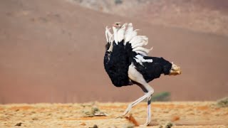 Ostrich Gives the Performance of His Life  The Mating Game  BBC Earth [upl. by Stearne]