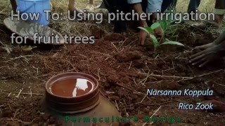 Permaculture DIY Using clay pot pitcher for fruit tree planting [upl. by Nylirek401]