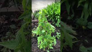 How to revive a wilting plant gardening garden asmr flowers plants [upl. by Aiuhsoj884]